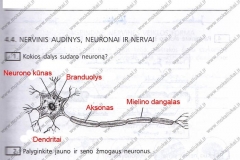 Biologija-ir-sveikata-9-klasei-2-dalis-21-puslapis