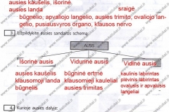 Biologija-ir-sveikata-9-klasei-2-dalis-40-puslapis