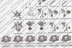 Biologija-7-klasei-1-dalis-13-puslapis2