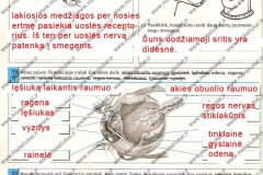 Biologijos-pratybos-7-klasei-38-puslapis